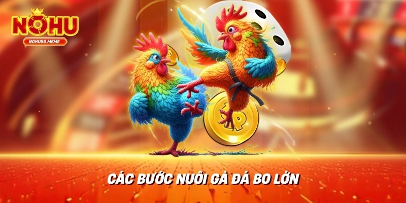 Các bước nuôi gà đá bo lớn